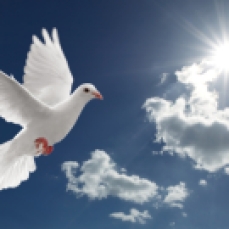 white dove flying on clear blue sky